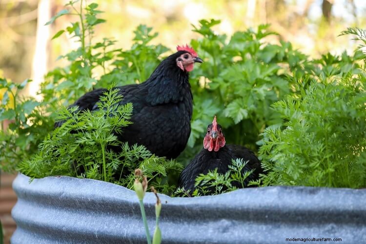 12 Reasons You Should Not Get Backyard Chickens