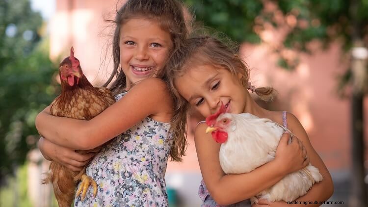 14 Reasons Why You Should Keep Chickens