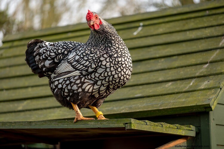 14 Reasons Why You Should Keep Chickens