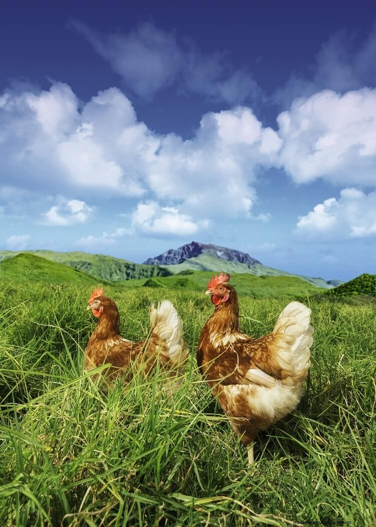 14 Reasons Why You Should Keep Chickens