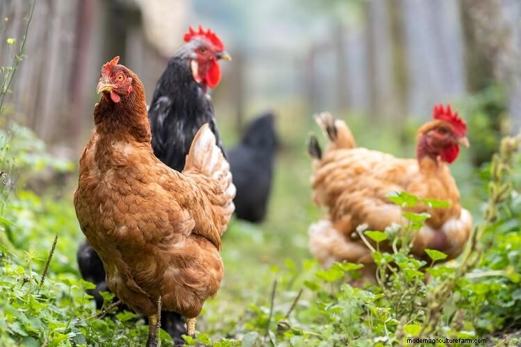 14 Reasons Why You Should Keep Chickens