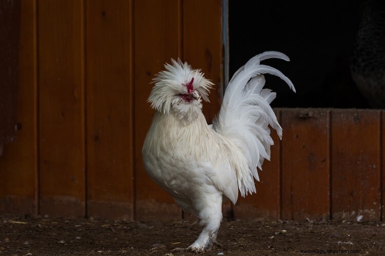 14 Reasons Why You Should Keep Chickens
