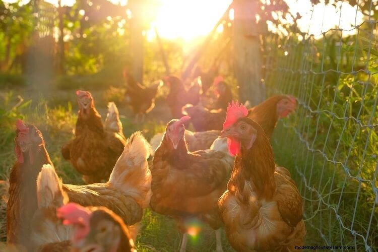 When Do Chickens Start Laying Eggs? Breeds And What To Expect