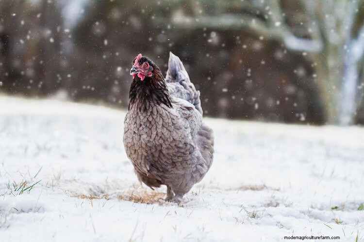 When Do Chickens Start Laying Eggs? Breeds And What To Expect