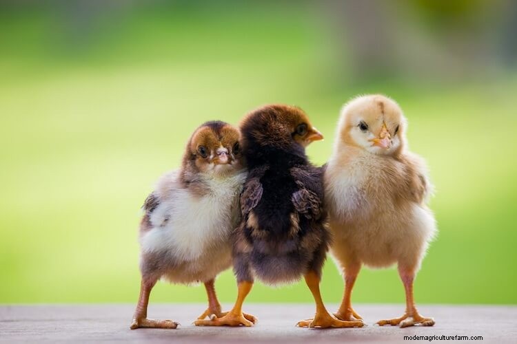 When Do Chickens Start Laying Eggs? Breeds And What To Expect
