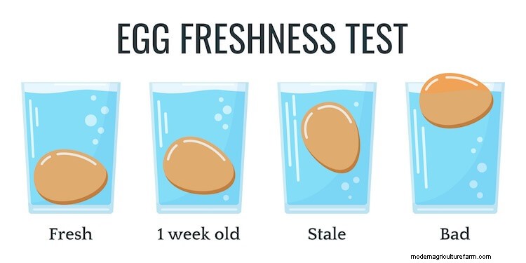 Egg Float Test: Fact Or Fiction?