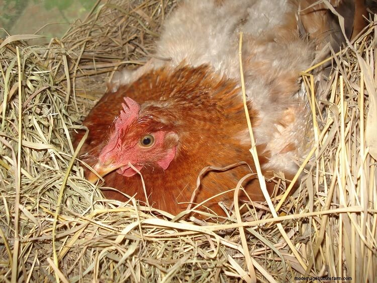 Complete Guide To Hatching Chicks With A Broody Hen