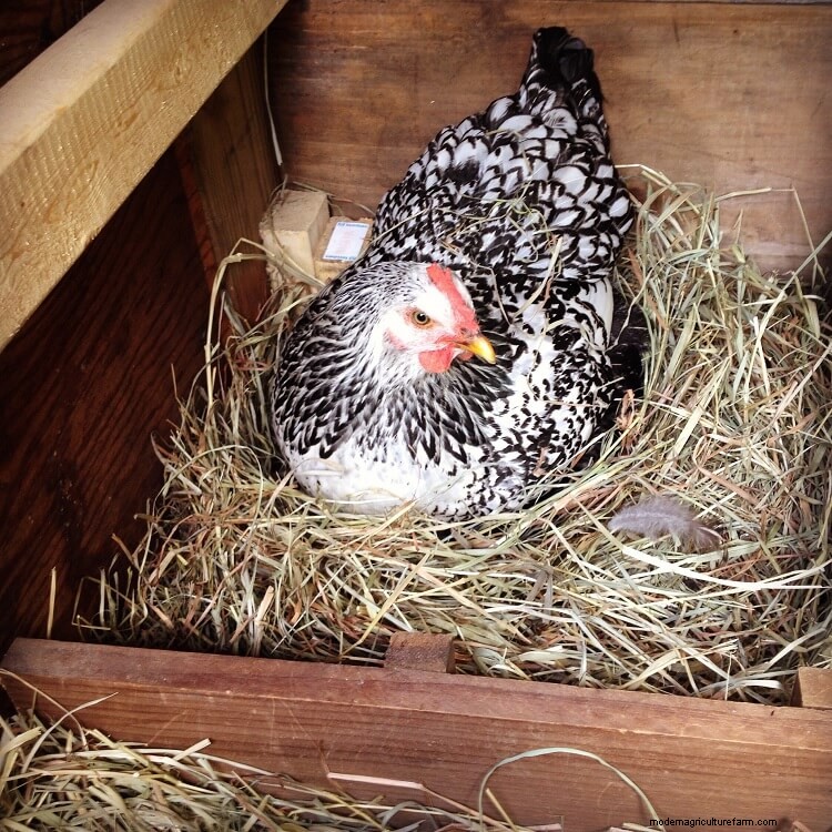 Complete Guide To Hatching Chicks With A Broody Hen