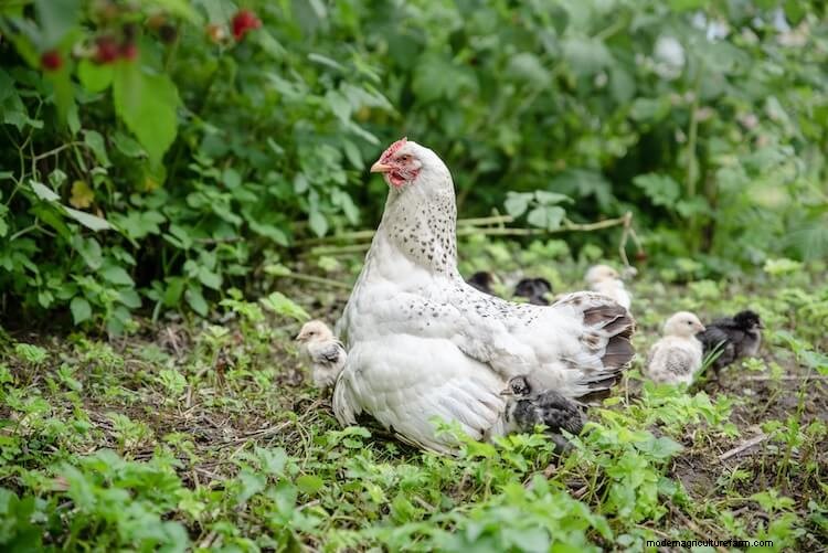 Complete Guide To Hatching Chicks With A Broody Hen