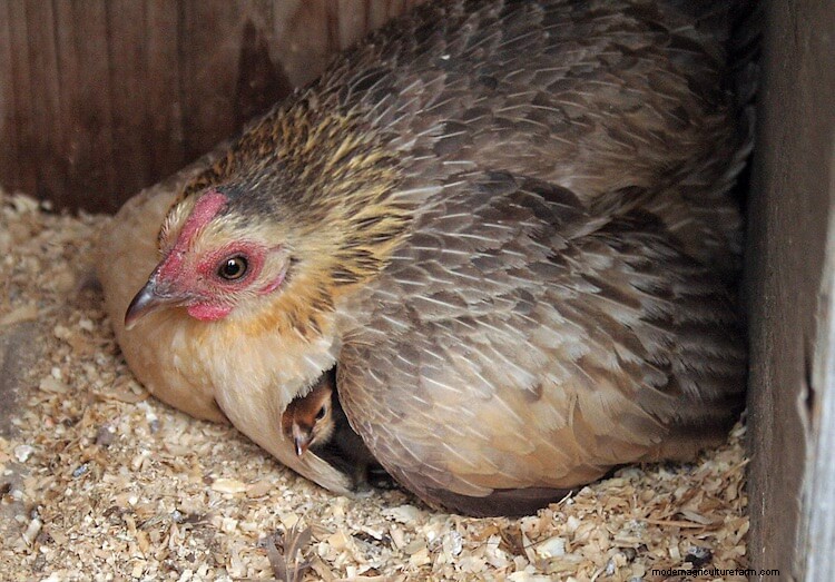 Complete Guide To Hatching Chicks With A Broody Hen