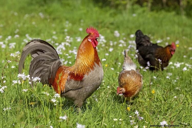 10+ Natural Ways To Make Chickens Lay More Eggs
