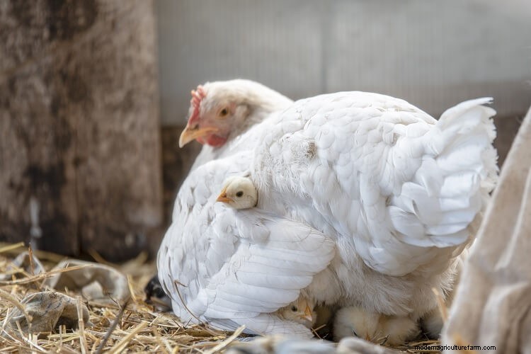 10+ Natural Ways To Make Chickens Lay More Eggs