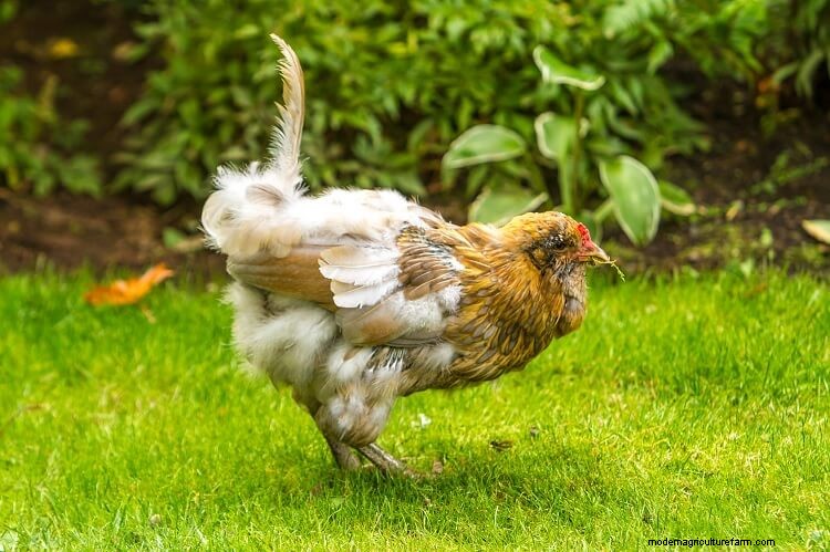 10+ Natural Ways To Make Chickens Lay More Eggs