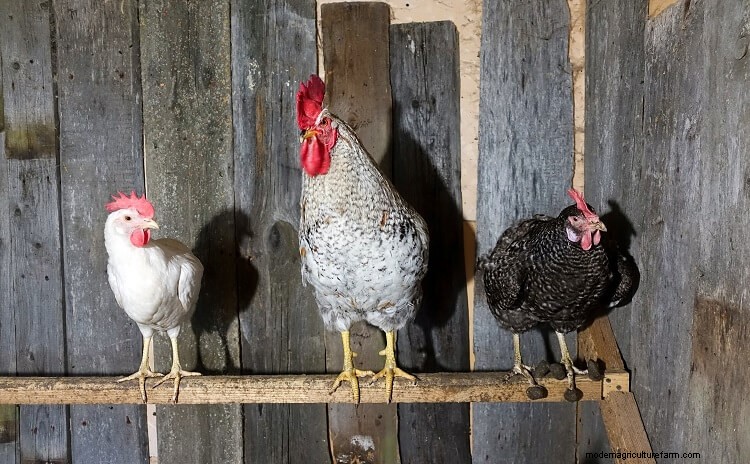 15+ Tips For Raising Chickens In Winter