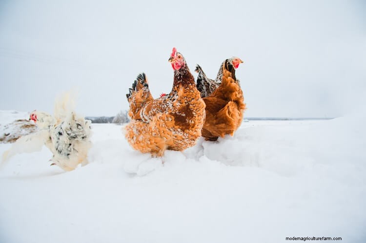 15+ Tips For Raising Chickens In Winter