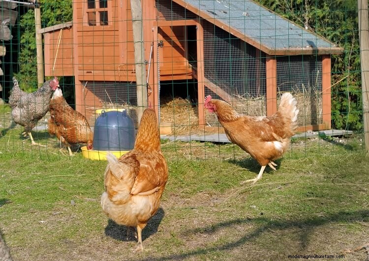 15+ Tips For Raising Chickens In Winter