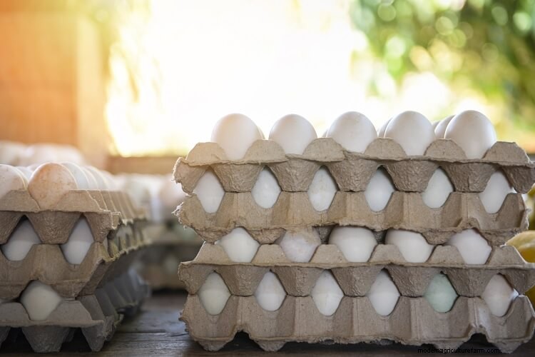 Duck Eggs vs Chicken Eggs: Which Is The Golden Egg?