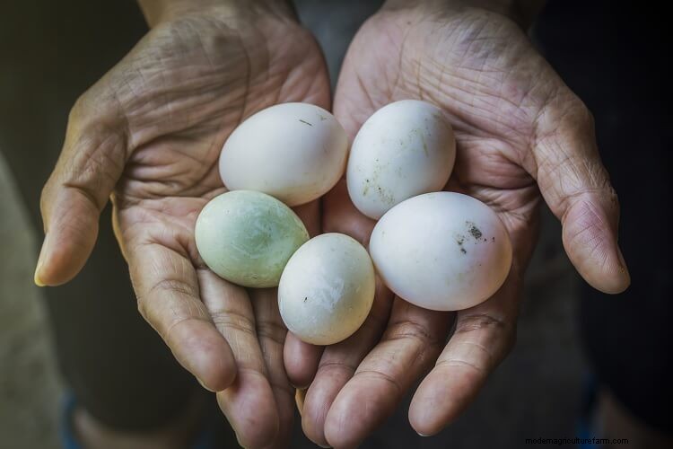 Duck Eggs vs Chicken Eggs: Which Is The Golden Egg?