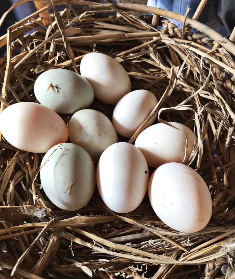 Duck Eggs vs Chicken Eggs: Which Is The Golden Egg?