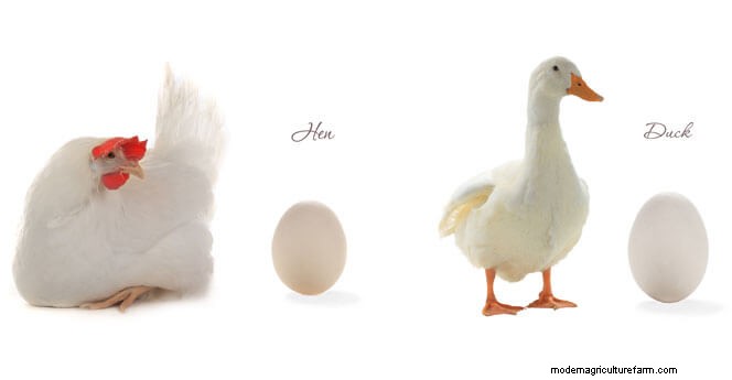 Duck Eggs vs Chicken Eggs: Which Is The Golden Egg?