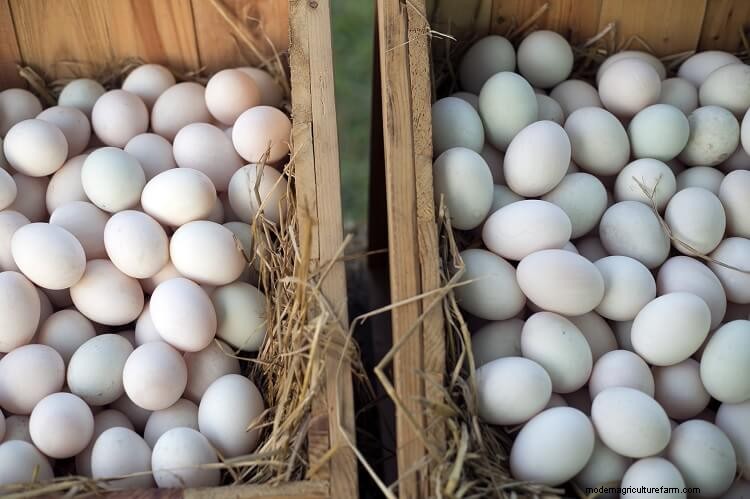 Duck Eggs vs Chicken Eggs: Which Is The Golden Egg?