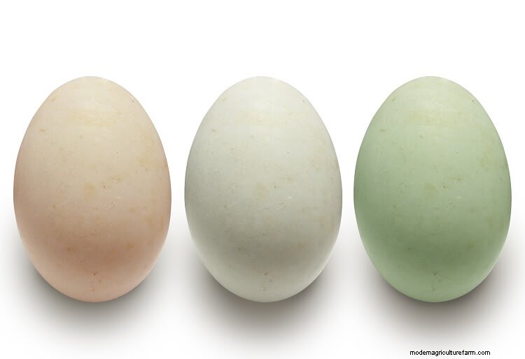 Duck Eggs vs Chicken Eggs: Which Is The Golden Egg?