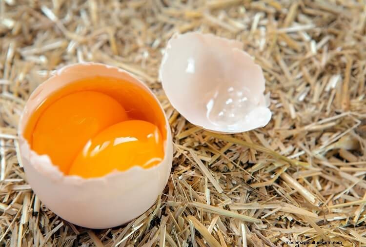 Double Yolk Eggs Explained: Why They Happen and Much More…