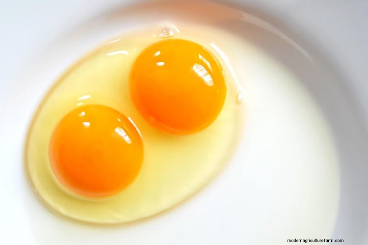 Double Yolk Eggs Explained: Why They Happen and Much More…