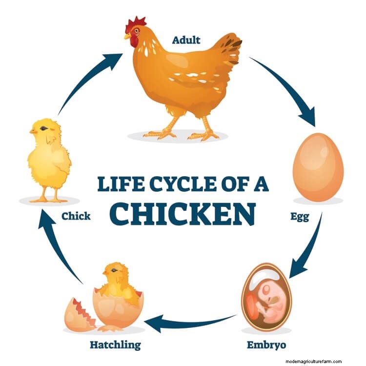 What is a Pullet: What to Know Before Buying One