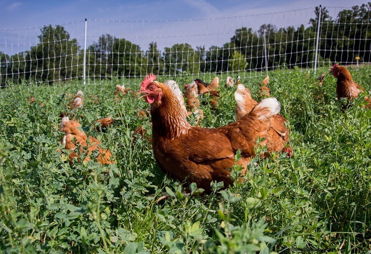 What is a Pullet: What to Know Before Buying One