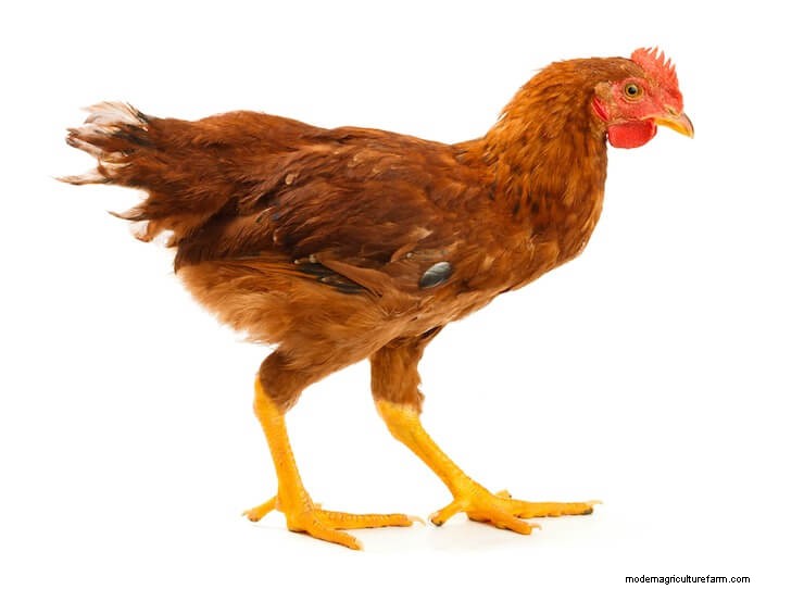 What is a Pullet: What to Know Before Buying One