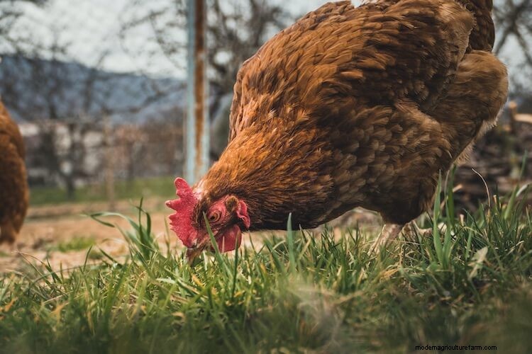 What Can Chickens Eat: Grapes, Bread and More…