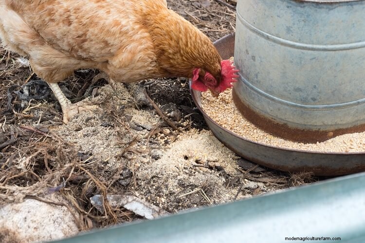 5 Best Chicken Feeds: What To Know Before Buying