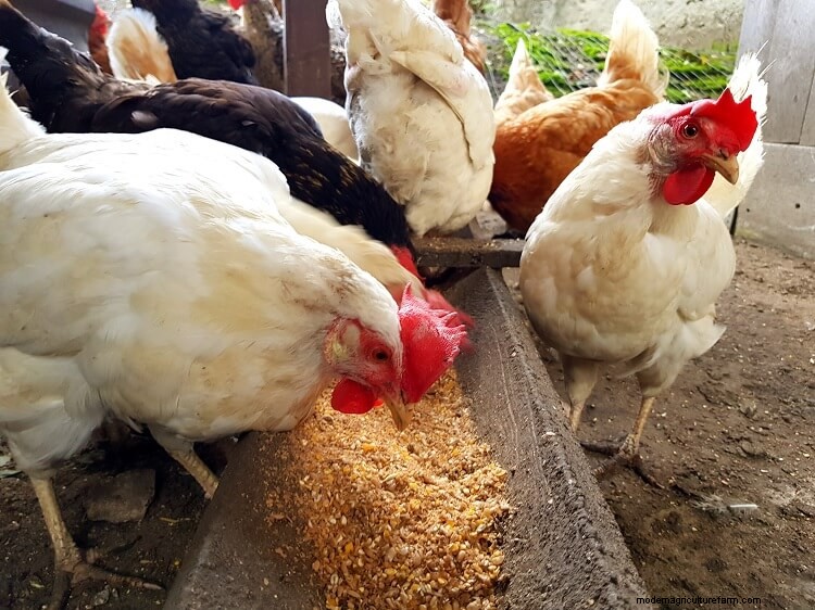 5 Best Chicken Feeds: What To Know Before Buying