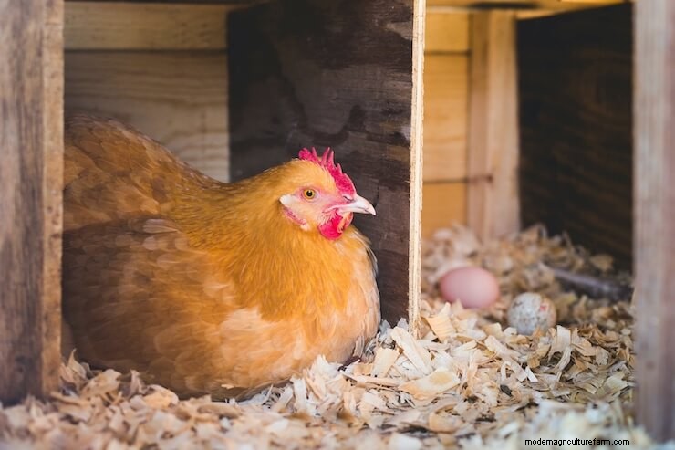 How To Correctly Store Fresh Eggs: The Complete Guide