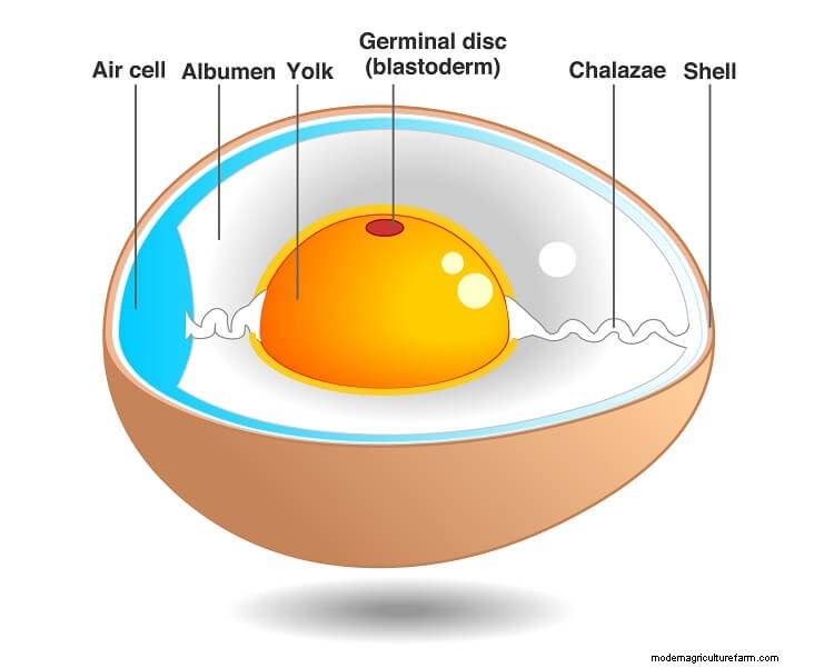 How To Correctly Store Fresh Eggs: The Complete Guide