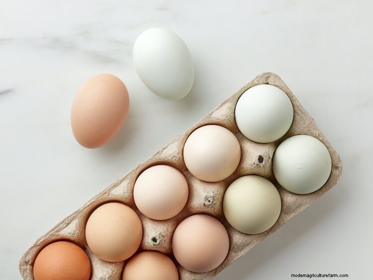 Chicken Egg Colors Chart: Blue, Purple, Green and More