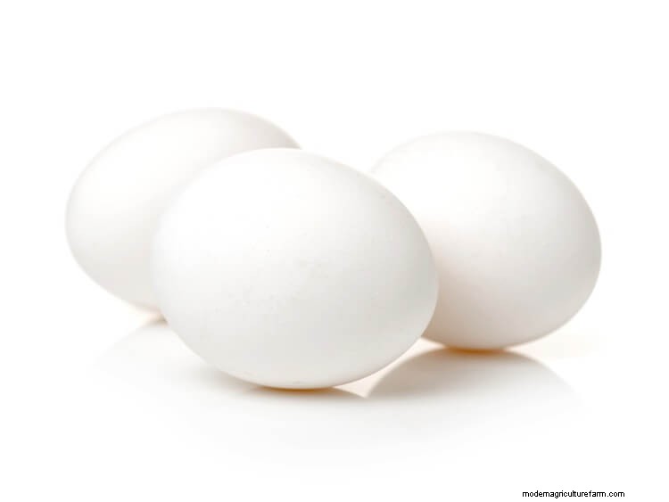 Chicken Egg Colors Chart: Blue, Purple, Green and More