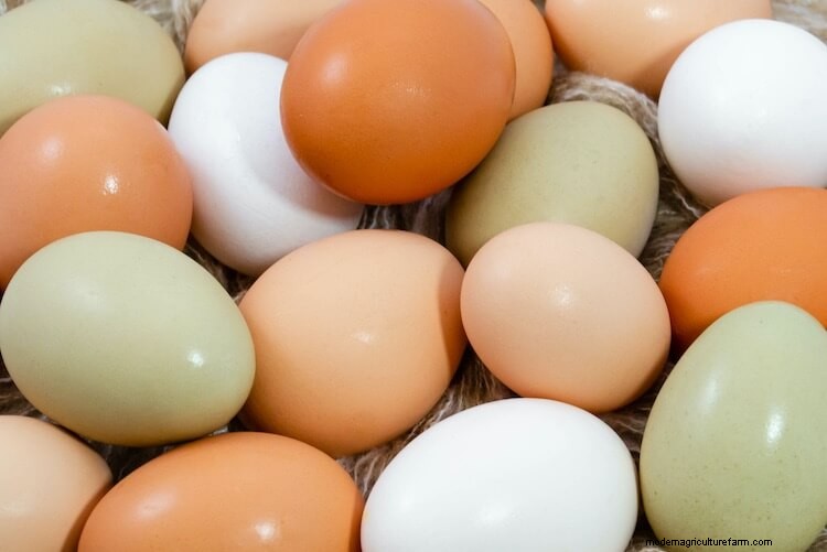Chicken Egg Colors Chart: Blue, Purple, Green and More