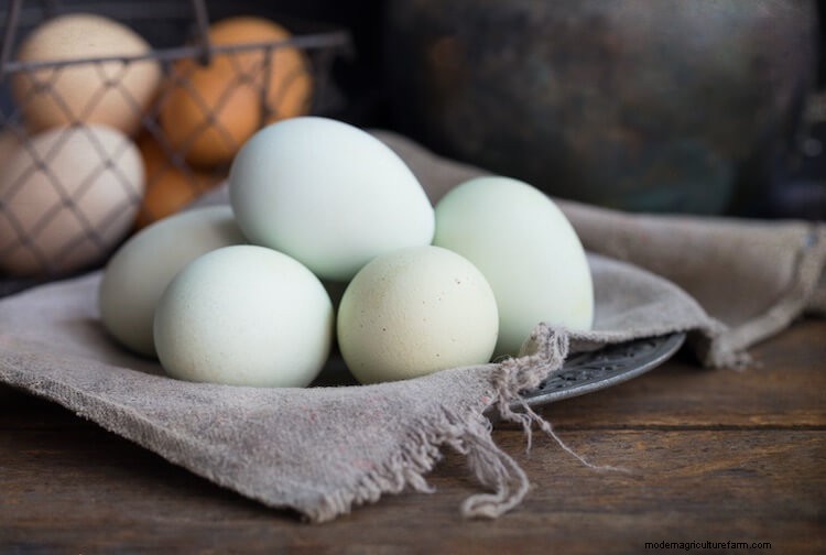 Chicken Egg Colors Chart: Blue, Purple, Green and More