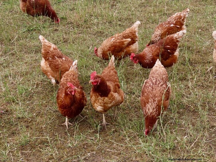 15 Most Popular Chicken Colors