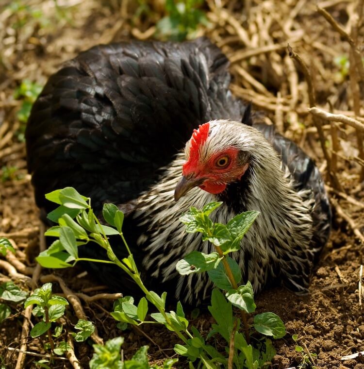 15 Most Popular Chicken Colors