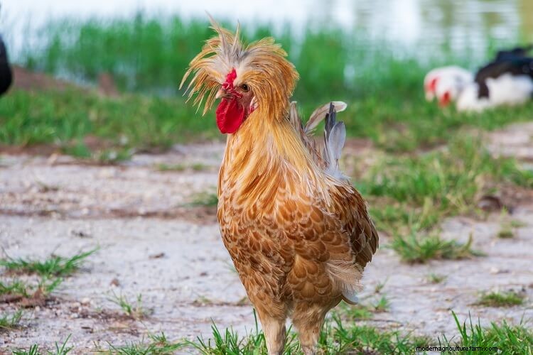 15 Most Popular Chicken Colors