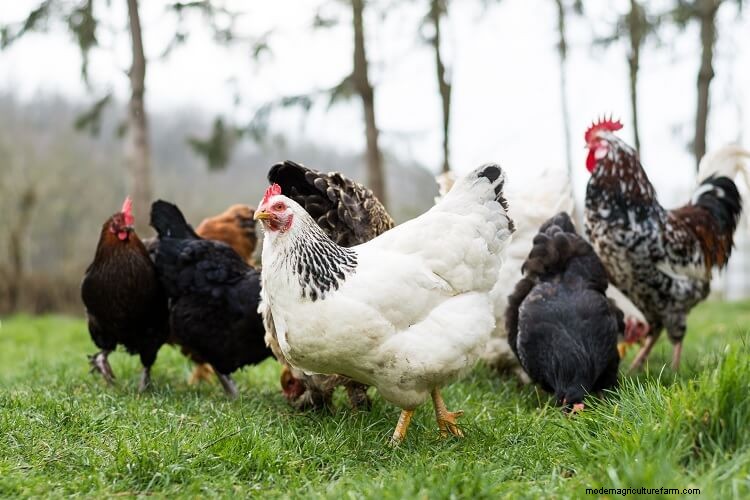 15 Most Popular Chicken Colors