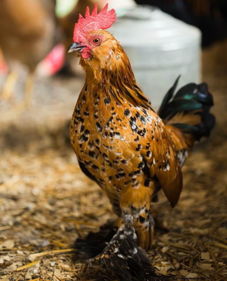 15 Most Popular Chicken Colors