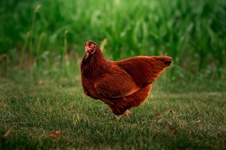 15 Most Popular Chicken Colors