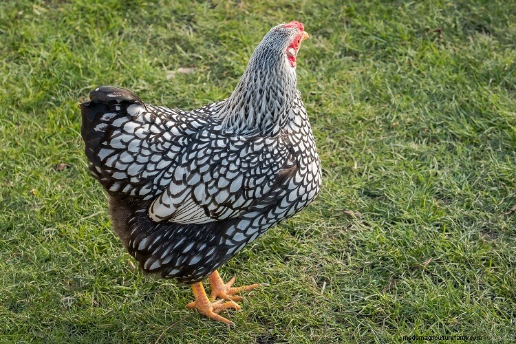 15 Most Popular Chicken Colors