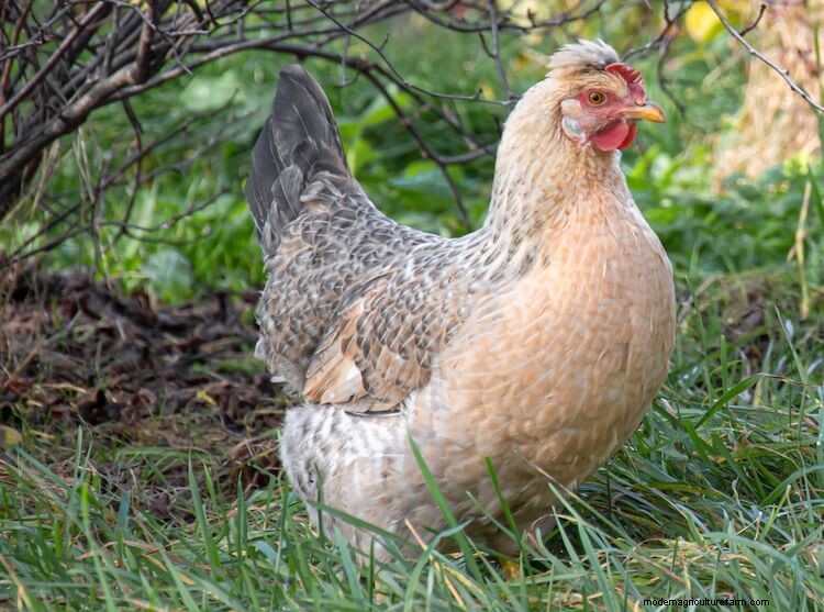 15 Most Popular Chicken Colors