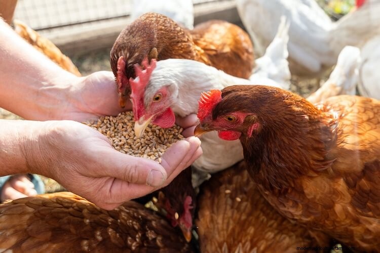5 Best Organic Chicken Feeds: The Complete Buyer’s Guide