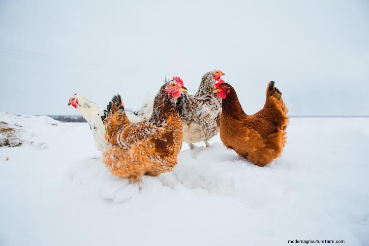 10 Best Ways To Keep Chicken Water From Freezing